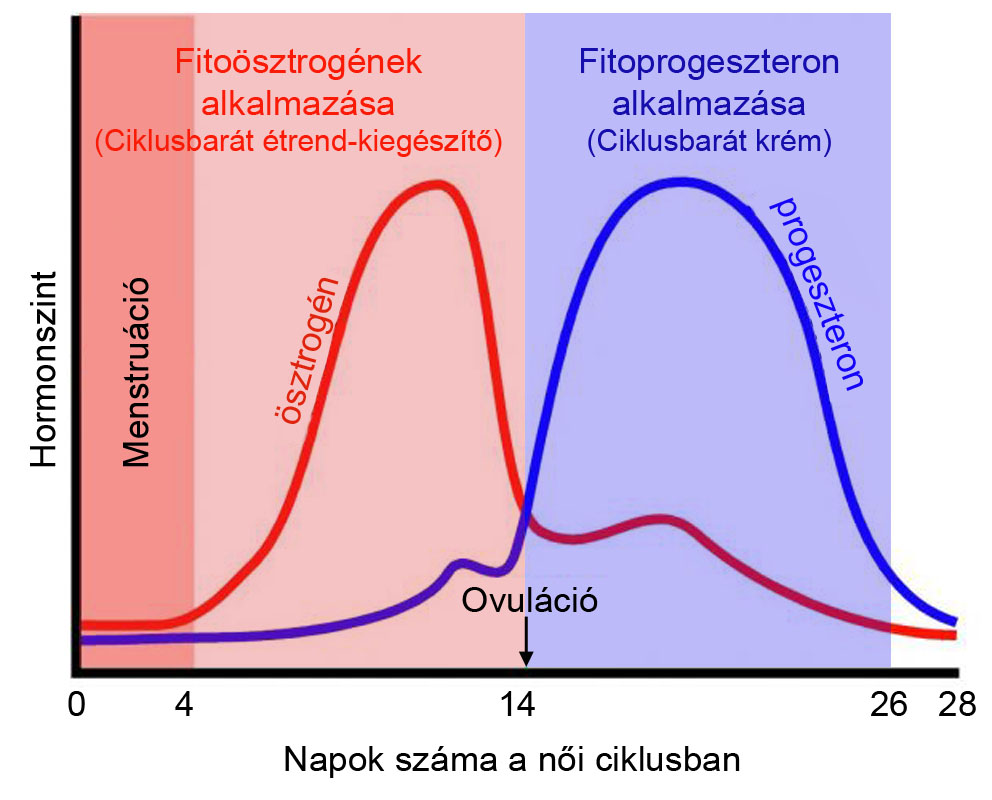 EB osztrogen progeszteron v01b